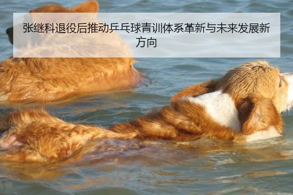 张继科退役后推动乒乓球青训体系革新与未来发展新方向